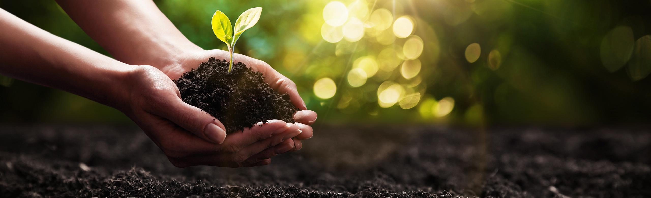 Two hands holding dark soil with a small green seedling, with sunlight in the background.